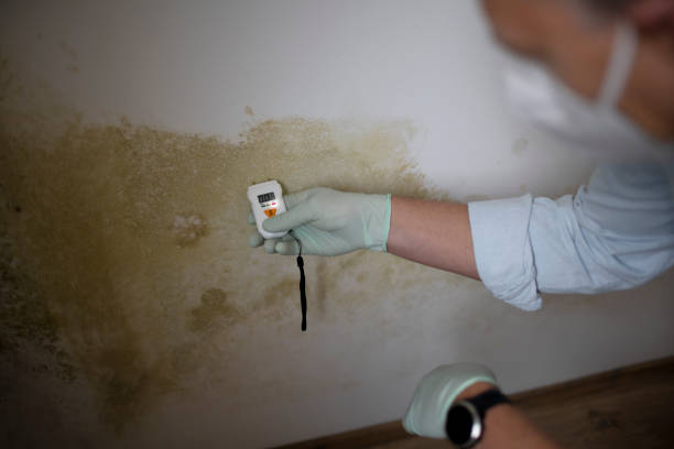 Best Certified Mold Removal  in Contoocook, NH