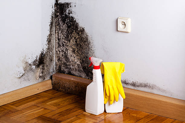 Contoocook, NH Mold Removal Company