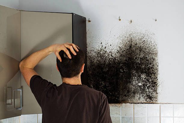 Best Same-Day Mold Removal  in Contoocook, NH